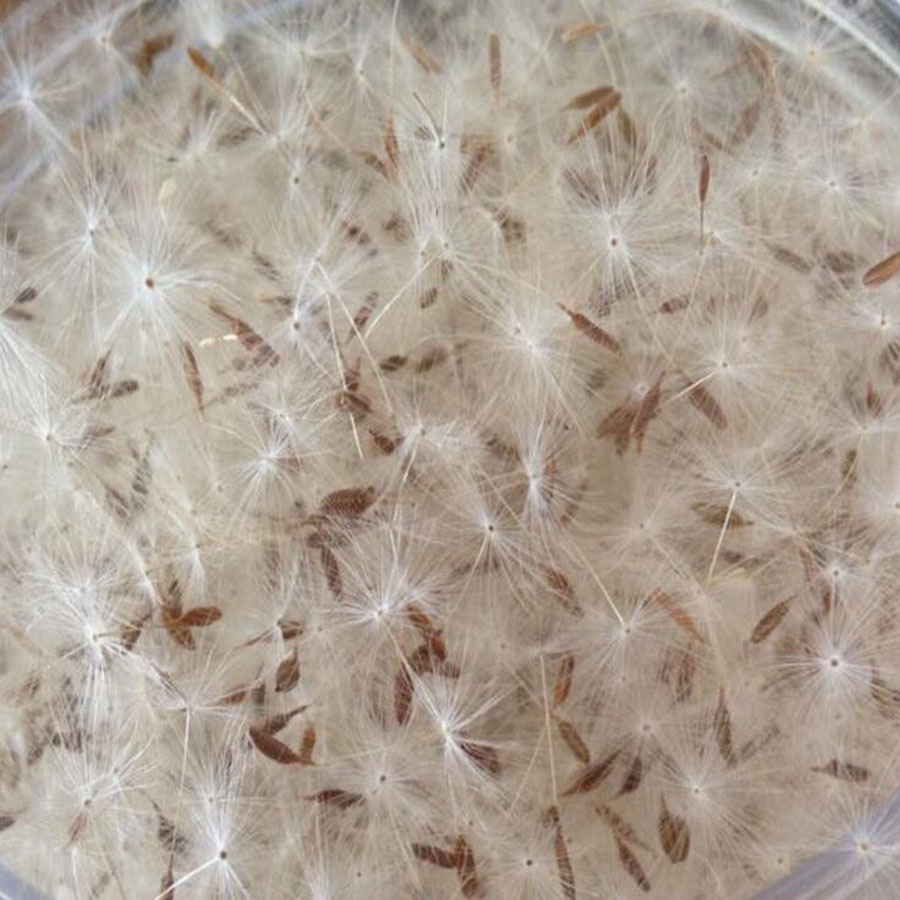 Resin Art Baby - 100pcs Mini fiore di tarassaco essiccato