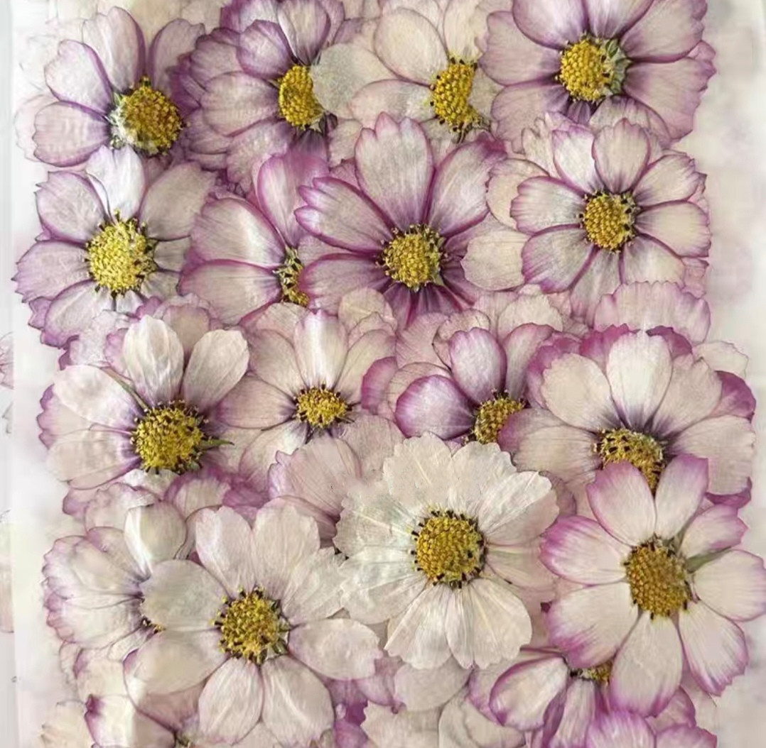 Resin Art Baby - 60 pz Pressato Secco Cosmos Fiore