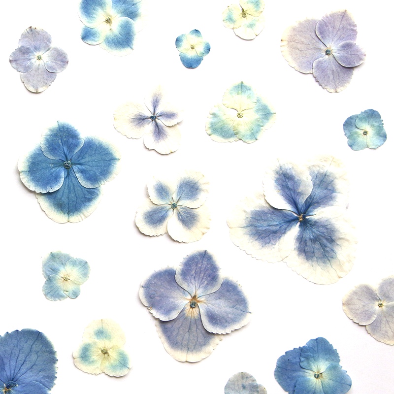Piante di ortensia blu bianca  - Resin Art Bookmark recensione e prezzo